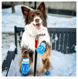 Blue Dog Boots